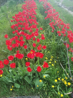 Virágzó piros tulipánok