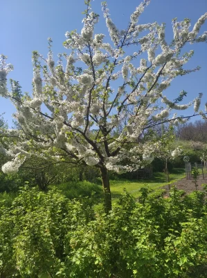 Virágzó tavaszi fa a kertben.